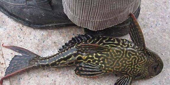 觀賞魚清道夫的種類_觀賞魚清道夫算不算魚類_觀賞種類魚清道夫怎么養(yǎng)