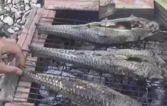 觀賞魚清道夫的種類_觀賞種類魚清道夫怎么養(yǎng)_觀賞魚清道夫算不算魚類