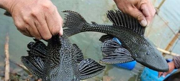 觀賞魚清道夫算不算魚類_觀賞種類魚清道夫怎么養(yǎng)_觀賞魚清道夫的種類