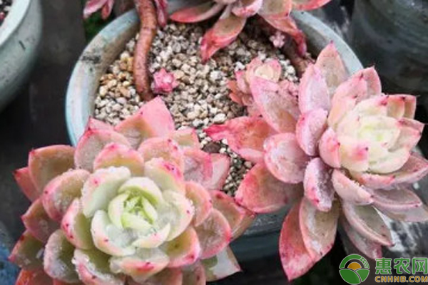 耐凍耐寒的多肉植物_不耐凍的多肉品種_耐凍多肉植物