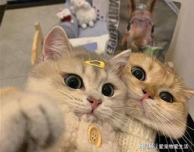貓的發(fā)情_貓發(fā)情天天晚上大叫怎么辦_貓發(fā)情幾天