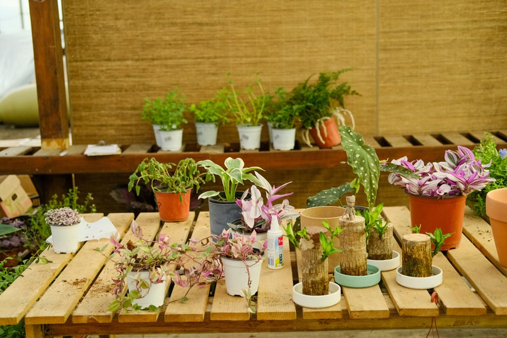適合冬季耐寒養(yǎng)殖的綠植_適合冬天養(yǎng)的耐寒植物_冬天養(yǎng)什么植物最耐寒