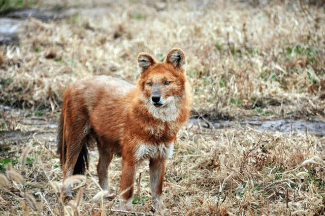 大自然創造的神奇物種——犬科動物，對各類