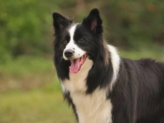 狐貍犬科動物_狐貍是犬科動物嗎_狐貍動物犬科是什么