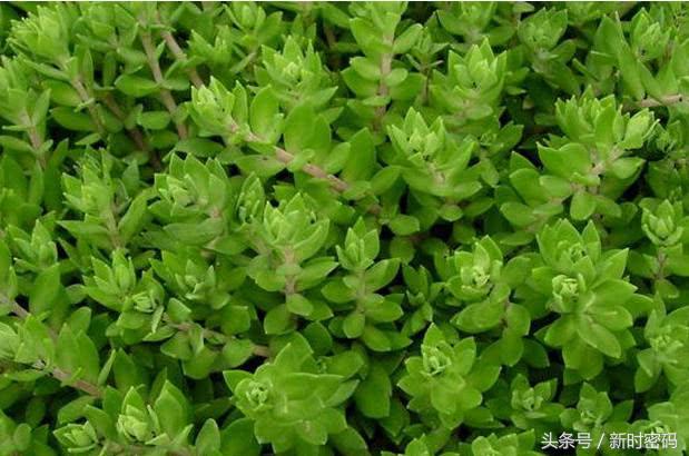 在農(nóng)村看到這種野菜一定記得采摘回去，買的