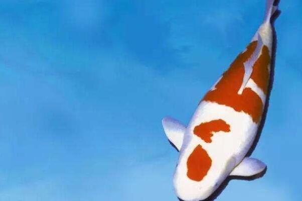 世界最貴的十大觀賞魚