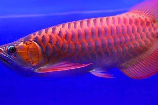好看觀賞魚種類_觀賞好看魚種有哪些_哪種觀賞魚好看