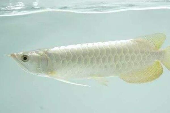 哪種觀賞魚好看_觀賞好看魚種有哪些_好看觀賞魚種類