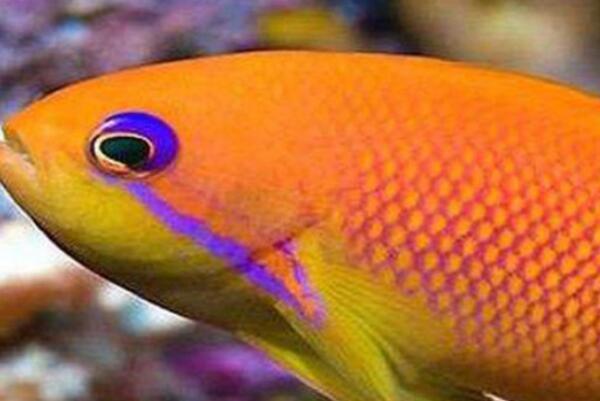 好看觀賞魚種類_哪種觀賞魚好看_觀賞好看魚種有哪些