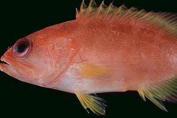 哪種觀賞魚好看_好看觀賞魚種類_觀賞好看魚種有哪些