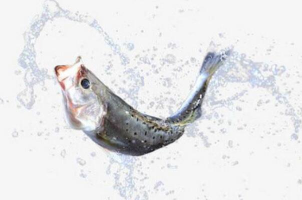 好看觀賞魚種類_觀賞好看魚種有哪些_哪種觀賞魚好看