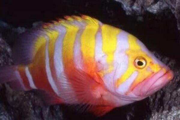 觀賞好看魚種有哪些_好看觀賞魚種類_哪種觀賞魚好看