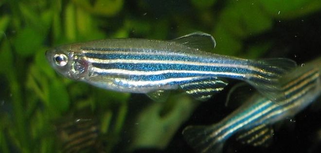 五顏六色的熒光小魚，竟然應用了轉基因技術