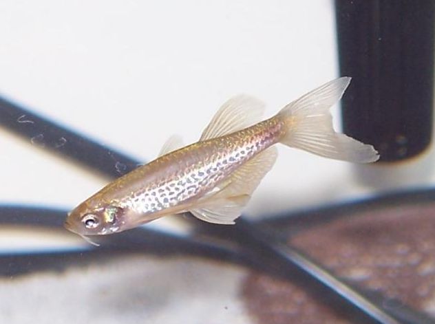 黑鯊觀賞魚_觀賞魚黑鯊吃什么_觀賞魚黑鯊多少錢一條