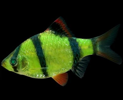 觀賞魚黑鯊多少錢一條_觀賞魚黑鯊吃什么_黑鯊觀賞魚