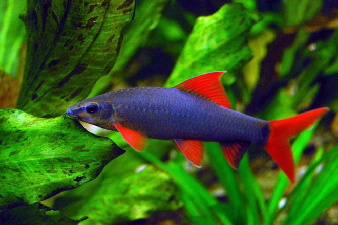 觀賞魚黑鯊多少錢一條_觀賞魚黑鯊吃什么_黑鯊觀賞魚