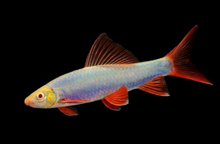觀賞魚黑鯊多少錢一條_觀賞魚黑鯊吃什么_黑鯊觀賞魚