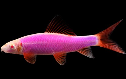 黑鯊觀賞魚_觀賞魚黑鯊多少錢一條_觀賞魚黑鯊吃什么