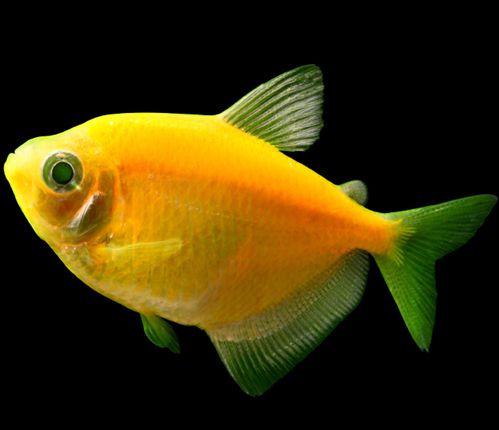 黑鯊觀賞魚_觀賞魚黑鯊吃什么_觀賞魚黑鯊多少錢一條