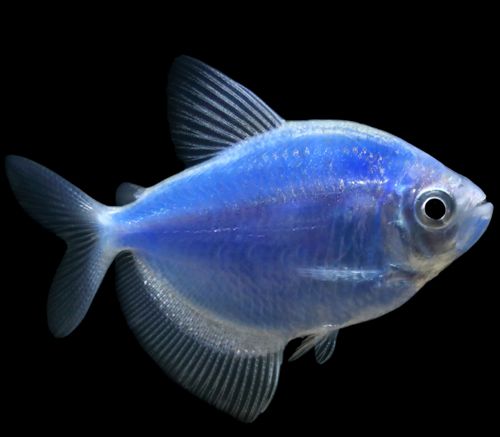 觀賞魚黑鯊多少錢一條_黑鯊觀賞魚_觀賞魚黑鯊吃什么