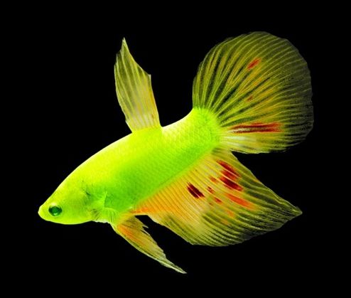 黑鯊觀賞魚_觀賞魚黑鯊多少錢一條_觀賞魚黑鯊吃什么