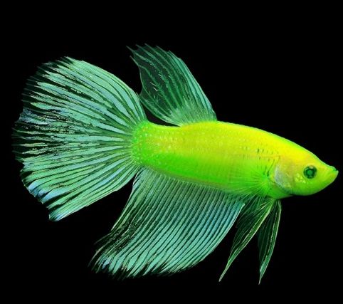 黑鯊觀賞魚_觀賞魚黑鯊多少錢一條_觀賞魚黑鯊吃什么