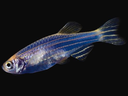 觀賞魚黑鯊吃什么_黑鯊觀賞魚_觀賞魚黑鯊多少錢一條