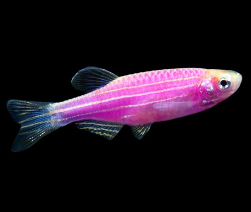 黑鯊觀賞魚_觀賞魚黑鯊多少錢一條_觀賞魚黑鯊吃什么