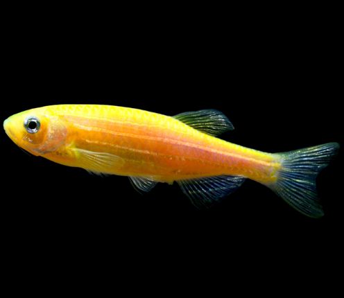 觀賞魚黑鯊吃什么_黑鯊觀賞魚_觀賞魚黑鯊多少錢一條
