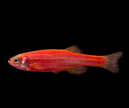 觀賞魚黑鯊吃什么_觀賞魚黑鯊多少錢一條_黑鯊觀賞魚