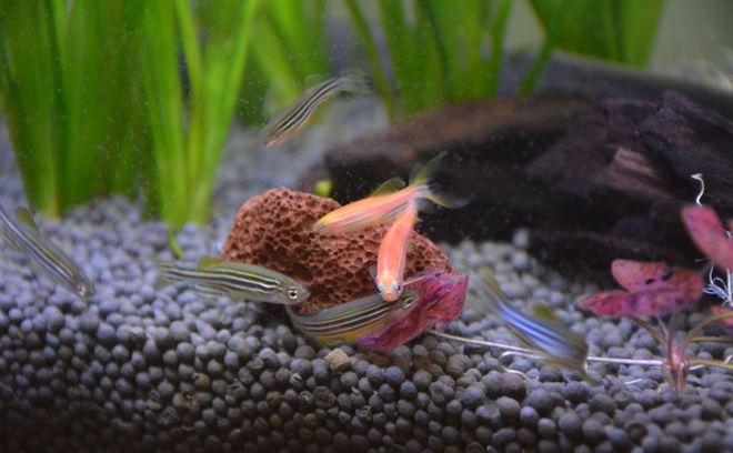 黑鯊觀賞魚_觀賞魚黑鯊多少錢一條_觀賞魚黑鯊吃什么