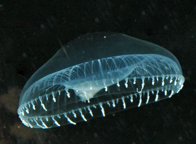 黑鯊觀賞魚_觀賞魚黑鯊吃什么_觀賞魚黑鯊多少錢一條