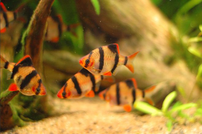 觀賞魚黑鯊吃什么_觀賞魚黑鯊多少錢一條_黑鯊觀賞魚