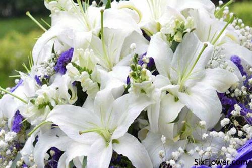 百合吉利支養花期多久_養百合花的寓意_百合花養幾支最吉利