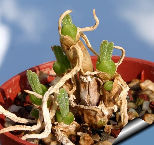 枝干番杏科多肉植物耐寒怎樣_多肉植物番杏科_番杏枝干多肉