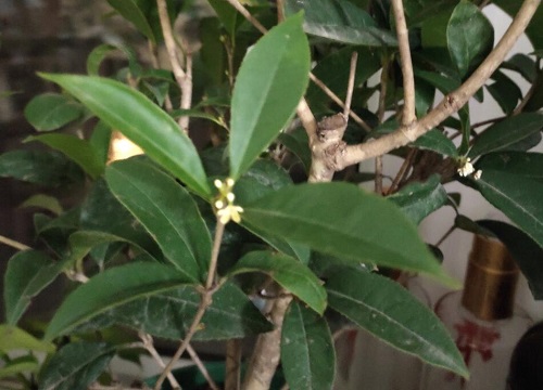 開花四季養花好的植物_一年四季開花好養的花_開花四季養花好嗎
