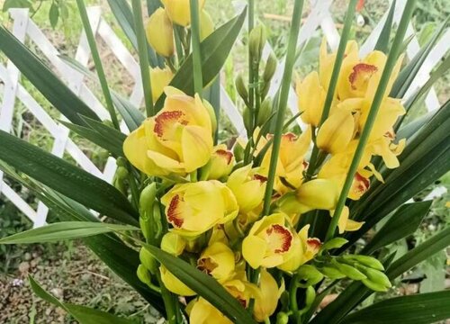 一年四季開花好養的花_開花四季養花好嗎_開花四季養花好的植物