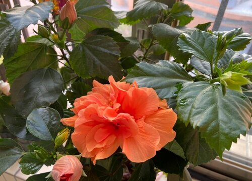 開花四季養花好的植物_一年四季開花好養的花_開花四季養花好嗎