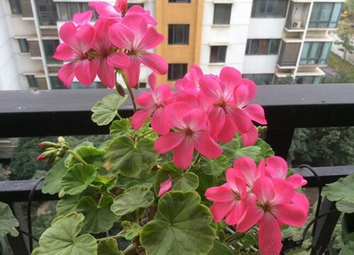 一年四季開花好養的花_開花四季養花好嗎_開花四季養花好的植物