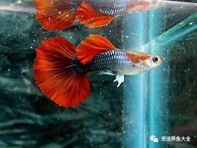 15個孔雀魚品系圖鑒（絕美版），必須收藏！
