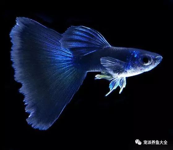 濟南觀賞魚漁場_濟南觀賞魚養殖基地在哪_濟南觀賞魚