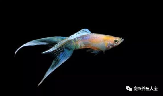濟南觀賞魚_濟南觀賞魚養殖基地在哪_濟南觀賞魚漁場