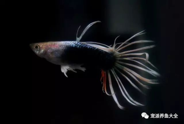 濟南觀賞魚養殖基地在哪_濟南觀賞魚_濟南觀賞魚漁場
