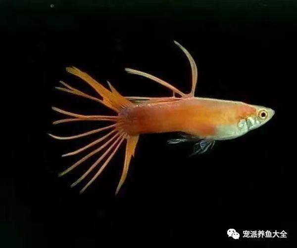 濟南觀賞魚_濟南觀賞魚漁場_濟南觀賞魚養殖基地在哪