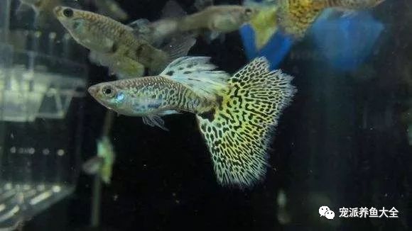 濟南觀賞魚漁場_濟南觀賞魚養殖基地在哪_濟南觀賞魚