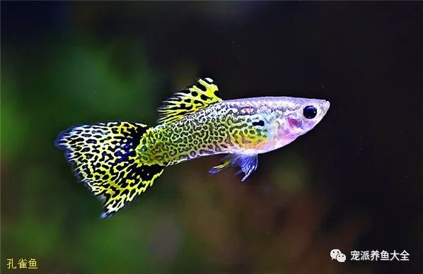 濟南觀賞魚漁場_濟南觀賞魚養殖基地在哪_濟南觀賞魚