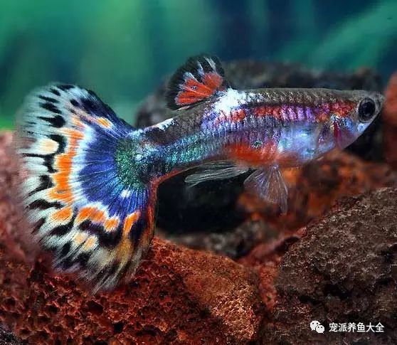 濟南觀賞魚_濟南觀賞魚養殖基地在哪_濟南觀賞魚漁場