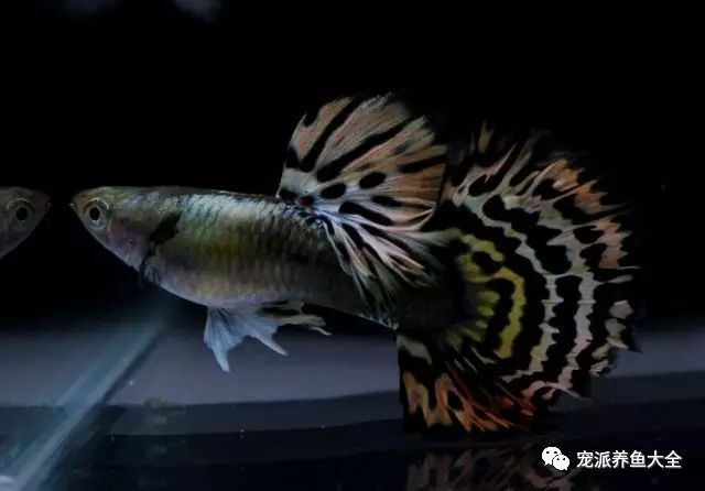 濟南觀賞魚_濟南觀賞魚養殖基地在哪_濟南觀賞魚漁場