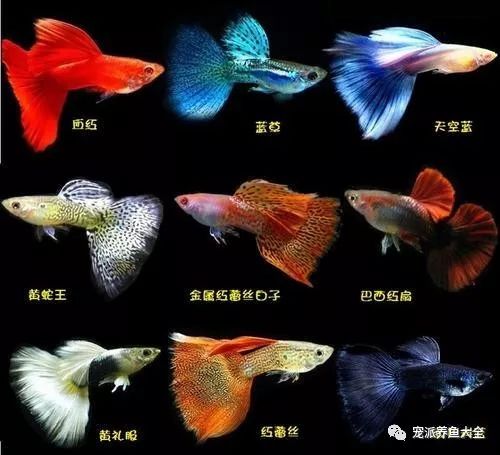 濟南觀賞魚漁場_濟南觀賞魚養殖基地在哪_濟南觀賞魚