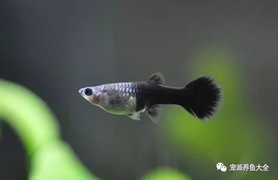 濟南觀賞魚養殖基地在哪_濟南觀賞魚漁場_濟南觀賞魚